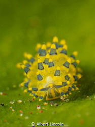 Stilliger Ornatus of Tulamben Indonesia by Albert Lincoln 